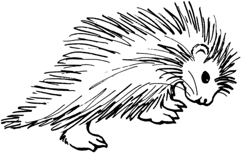 Porcupine 4 Coloring Page